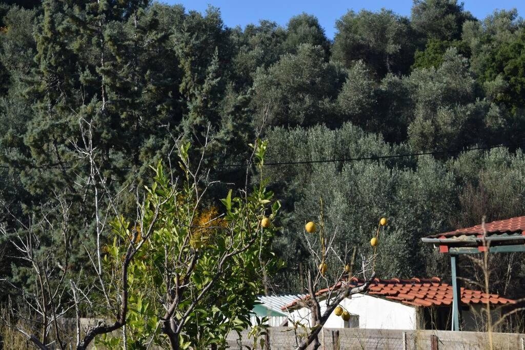 Апартаменти Ολόκληρος Όροφος Αγροτική Οικία Неос-Пірґос Екстер'єр фото